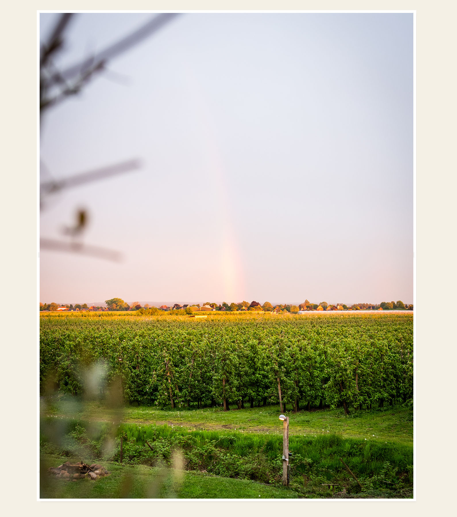 Apfelplantagen im Alten Land mit Regenbogen